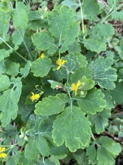 Chelidonium majus