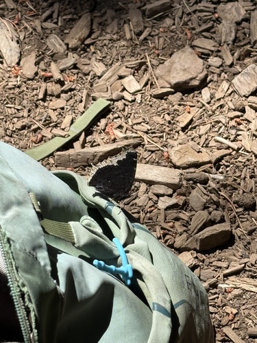 iNaturalist observation photo of Mourning Cloak