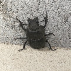 Lethrus apterus
