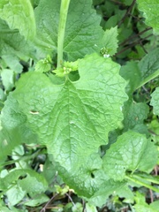 Alliaria petiolata