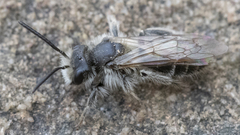Andrena erythronii