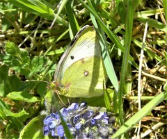 Colias hyale