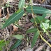 Leichhardtia coronata - Photo (c) Nick Swanson, μερικά δικαιώματα διατηρούνται (CC BY-NC), uploaded by Nick Swanson