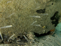 Gobius cruentatus