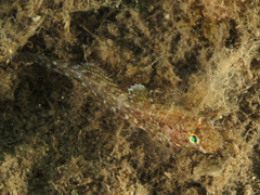 Gobius cruentatus