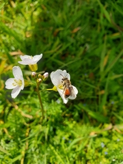 Andrena labiata