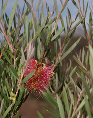Melaleuca wimmerensis