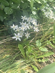 Ornithogalum umbellatum