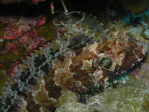 Quillfin Blenny (Gobioclinus filamentosus) — Labrisomidae — 4