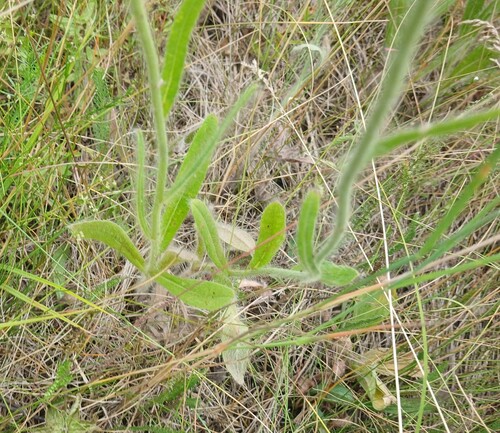 Pilosella echioides, photograph 3