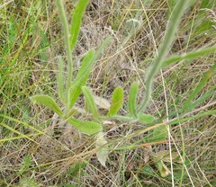 author not stated, no rights reserved Pilosella echioides, photograph author not stated, no rights reserved
