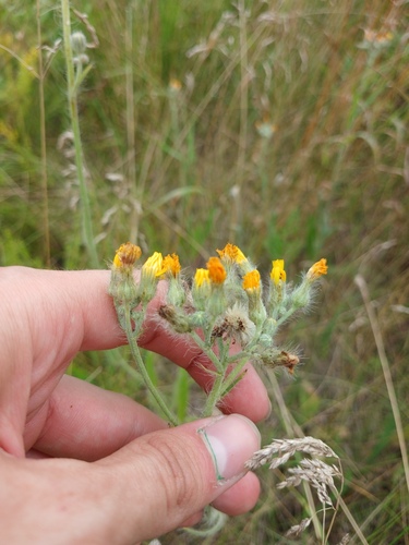 Pilosella echioides, photograph 4