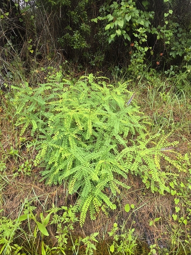 Amorpha herbacea, photograph 1