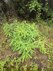 Amorpha herbacea
