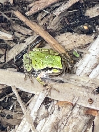 Pacific chorus frog