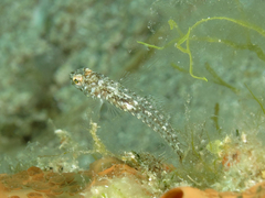 Gobius cruentatus