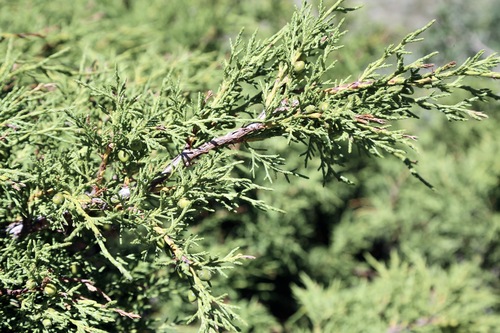 Juniperus pseudosabina, photograph 1