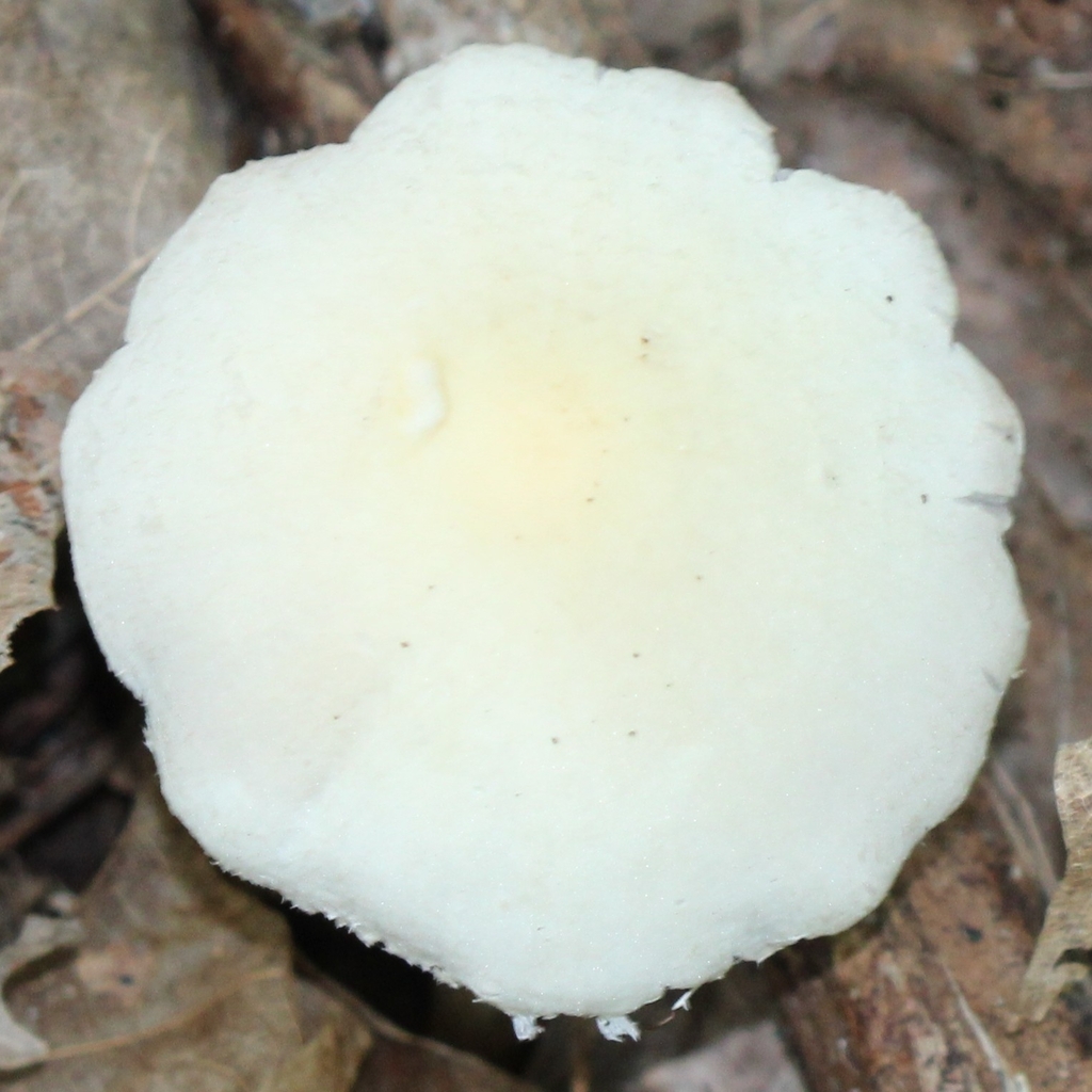 Pale Brittlestem · July 2026 · photo: Photo: (c) adam1420, some rights reserved (CC BY) · iNaturalist