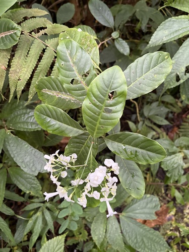 Psychotria milnei observed 2026-07-23