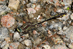 Gomphurus septima