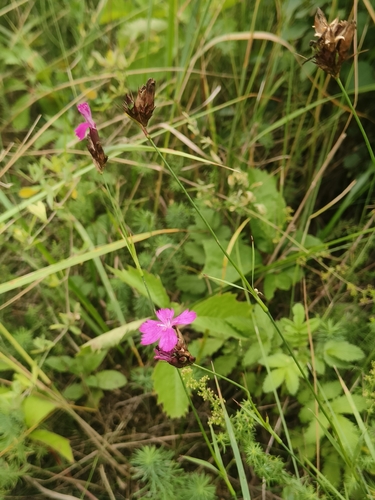 Carthusian Pink