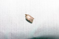 Acleris ptychogrammos
