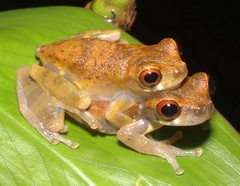 Dendropsophus brevifrons