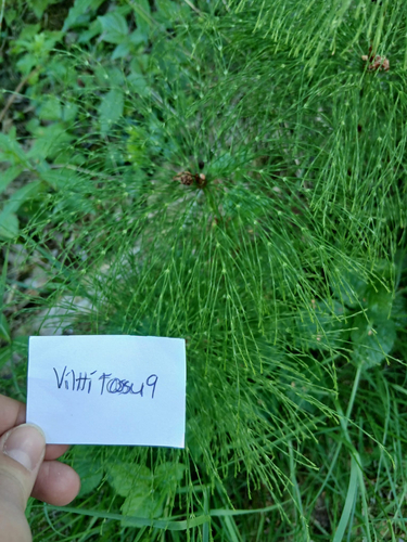 wood horsetail