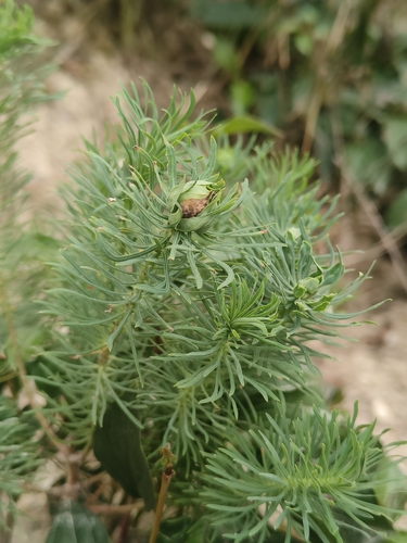 Spurgia euphorbiae