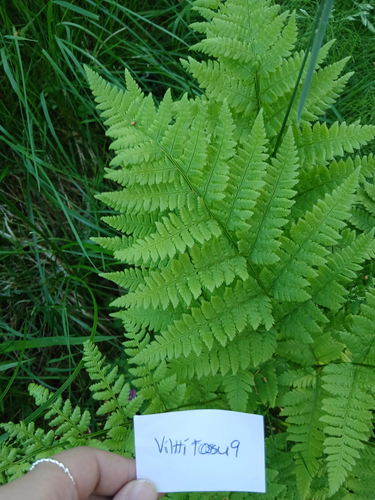 spinulose wood fern