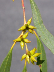 Eucalyptus mitchelliana