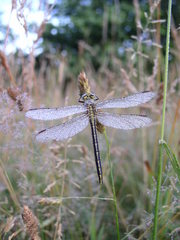Gomphus