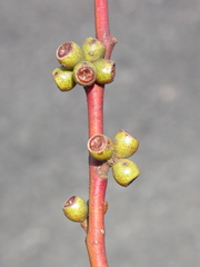 Eucalyptus mitchelliana