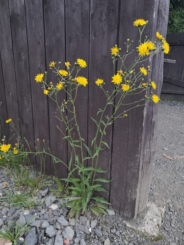 Hieracium laevigatum, 2026-07-28