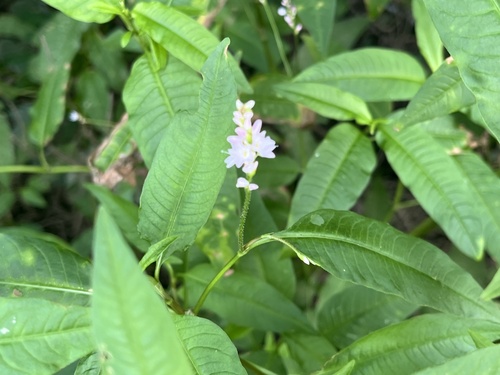 Persicaria bicornis, photograph 4