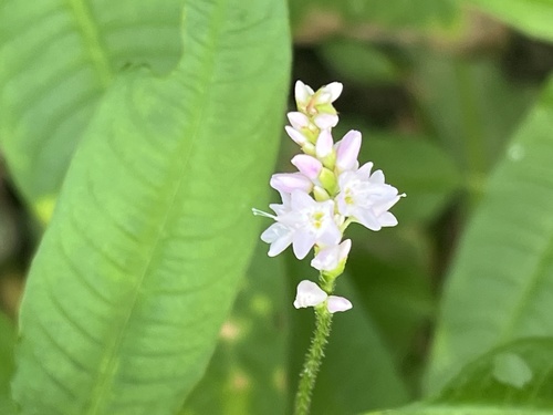 Persicaria bicornis, photograph 5