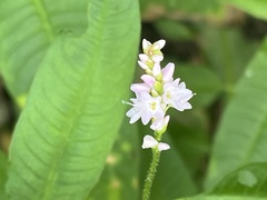 author not stated, no rights reserved Persicaria bicornis, photograph author not stated, no rights reserved