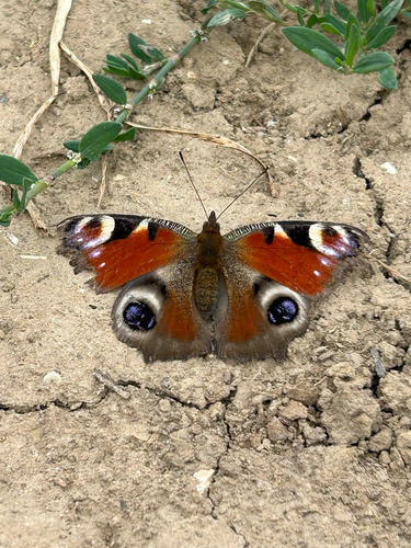 European Peacock Butterfly