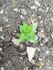 Saponaria officinalis
