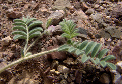 Astragalus eremophilus