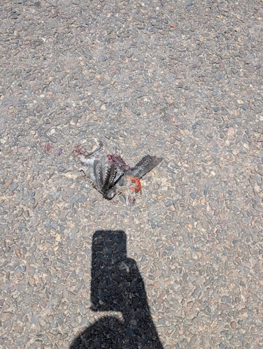 Golden-fronted Woodpecker