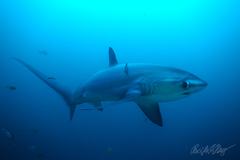 Pelagic Thresher photo 1
