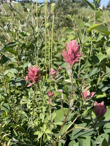 crimson clover