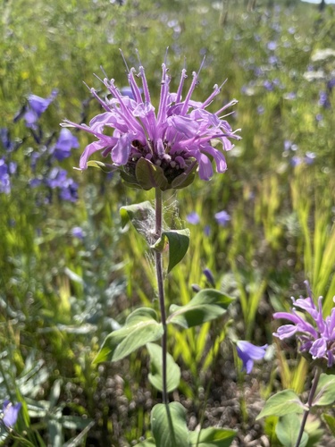 wild bergamot