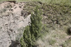 Juniperus pseudosabina