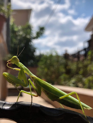 Transcaucasian Giant Mantis