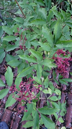 European black elderberry