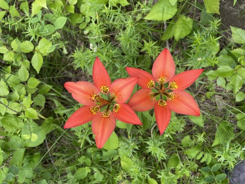 Wood Lily