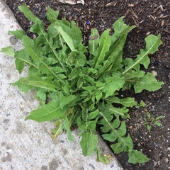 Cichorium intybus