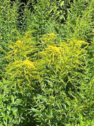 Canada goldenrod